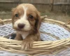 Cocker Spaniel (Working)