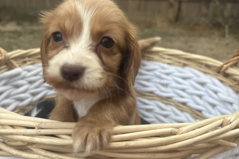 Cocker Spaniel (Working)
