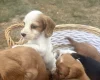 Cocker Spaniel (Working)