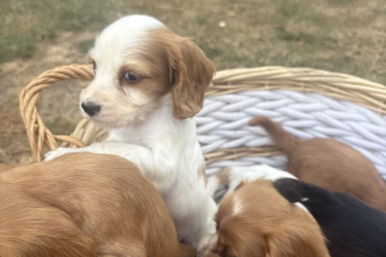 Cocker Spaniel (Working)