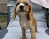 Cocker Spaniel (Working)