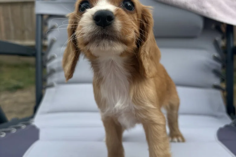 Cocker Spaniel (Working)