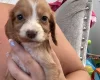 Cocker Spaniel (Working)