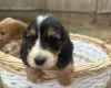 Cocker Spaniel (Working)
