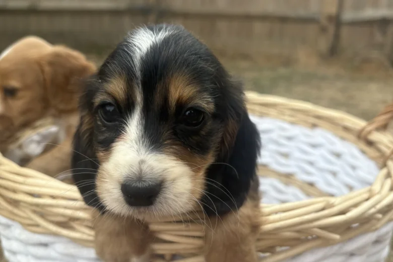 Cocker Spaniel (Working)