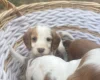 Cocker Spaniel (Working)