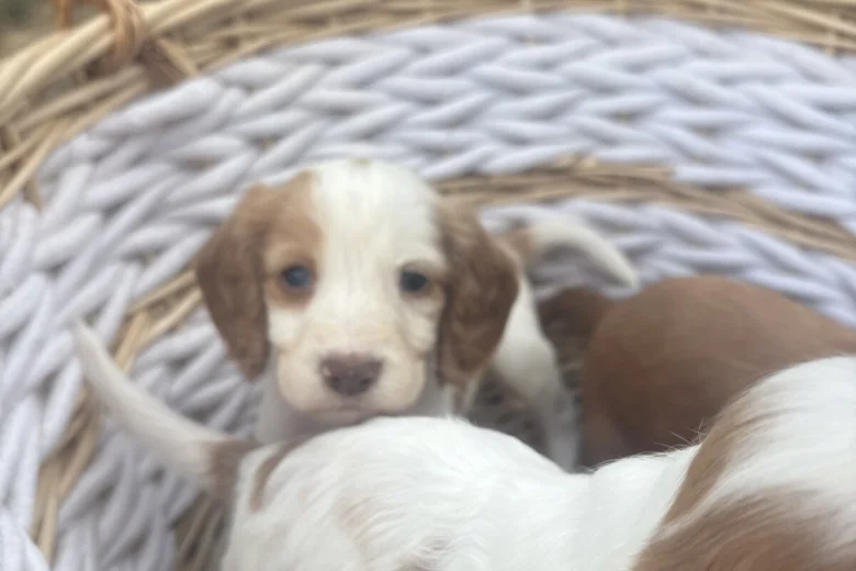 Cocker Spaniel (Working)