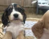 Cocker Spaniel (Working)