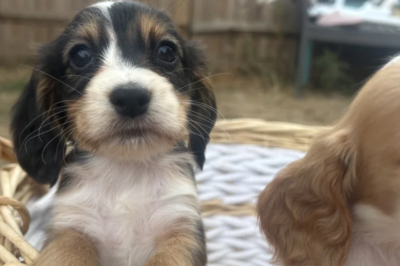 Cocker Spaniel (Working)