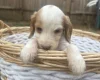Cocker Spaniel (Working)