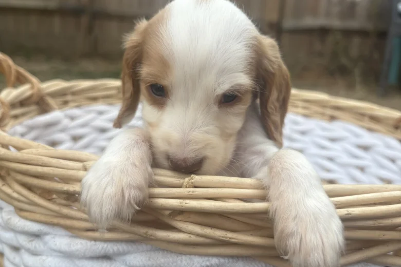 Cocker Spaniel (Working)