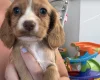 Cocker Spaniel (Working)