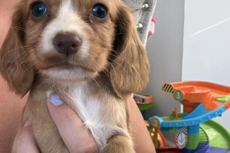 Cocker Spaniel (Working)