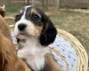 Cocker Spaniel (Working)