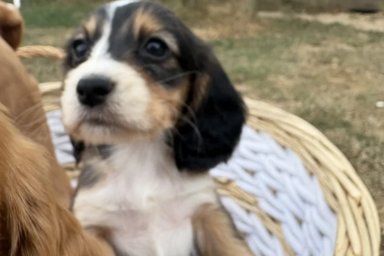 Cocker Spaniel (Working)