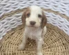 Cocker Spaniel (Working)