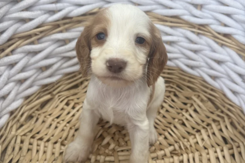 Cocker Spaniel (Working)