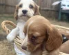 Cocker Spaniel (Working)