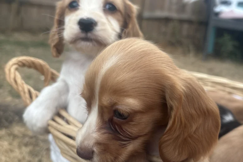 Cocker Spaniel (Working)