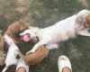 Cocker Spaniel (Working)