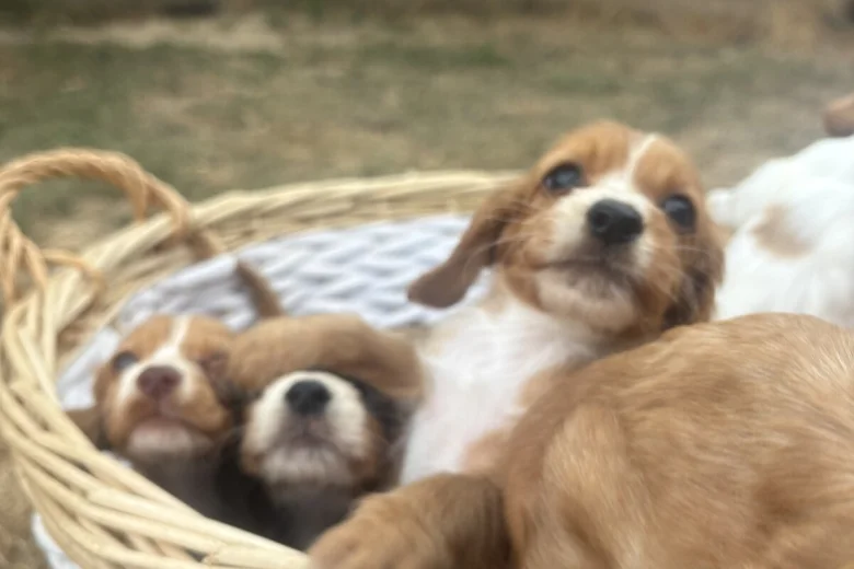 Cocker Spaniel (Working)