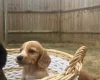 Cocker Spaniel (Working)
