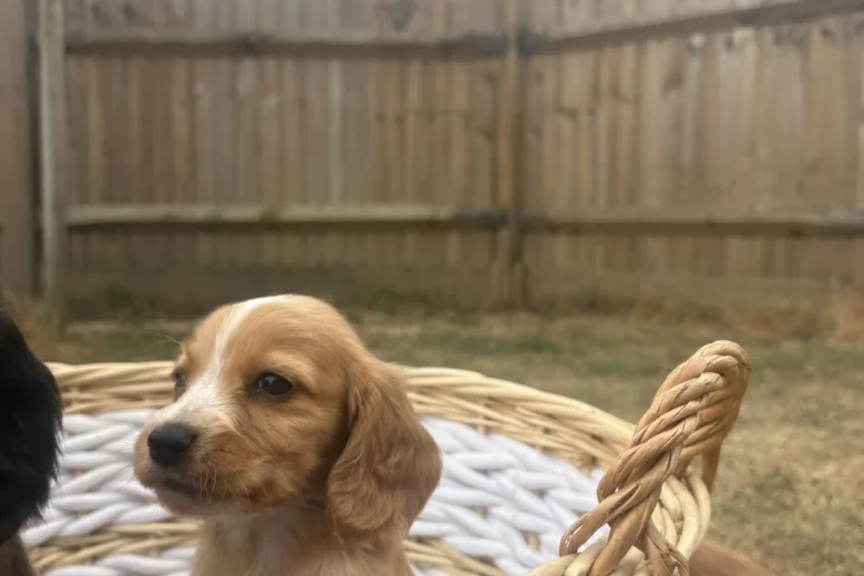 Cocker Spaniel (Working)