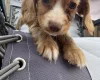 Cocker Spaniel (Working)