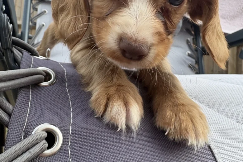 Cocker Spaniel (Working)