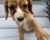 Cocker Spaniel (Working)