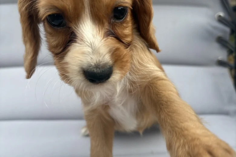 Cocker Spaniel (Working)