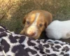 Cocker Spaniel (Working)