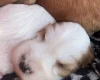 Cocker Spaniel (Working)