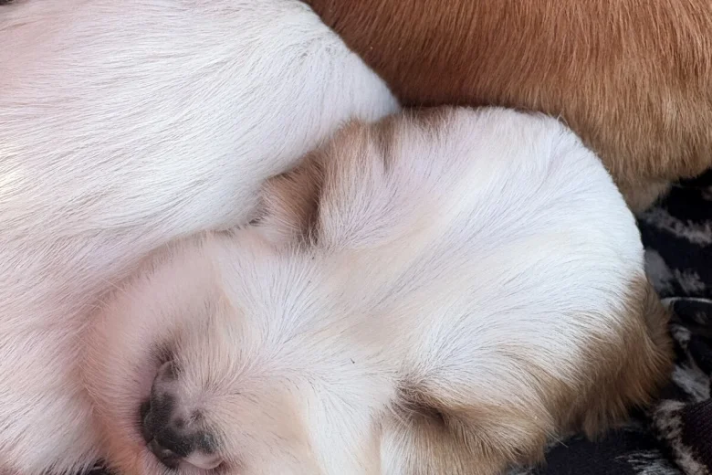 Cocker Spaniel (Working)
