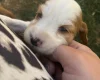 Cocker Spaniel (Working)
