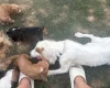 Cocker Spaniel (Working)