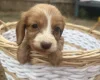 Cocker Spaniel (Working)