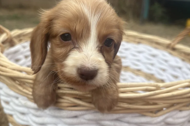 Cocker Spaniel (Working)