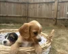 Cocker Spaniel (Working)