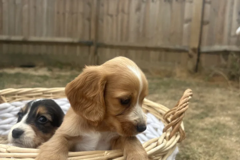 Cocker Spaniel (Working)