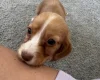 Cocker Spaniel (Working)