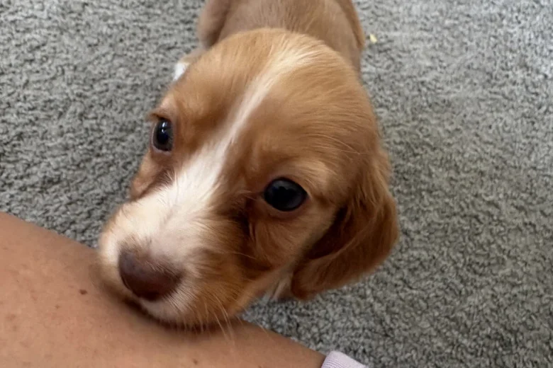 Cocker Spaniel (Working)