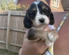 Cocker Spaniel (Working)