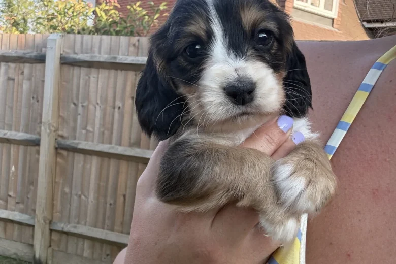 Cocker Spaniel (Working)