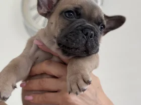 French Bulldog