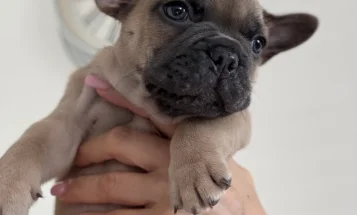 French Bulldog