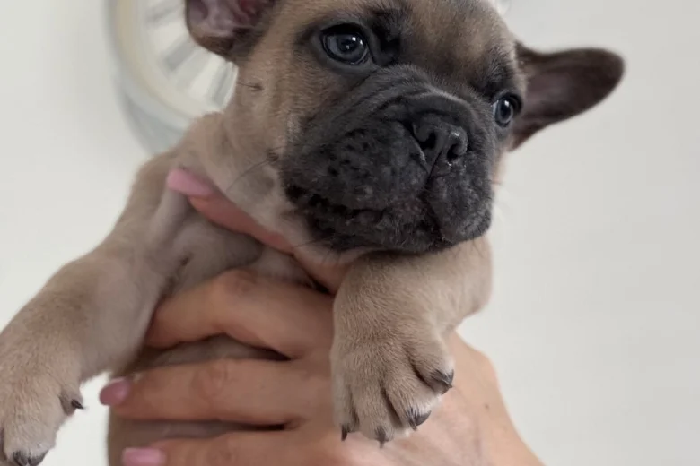 French Bulldog