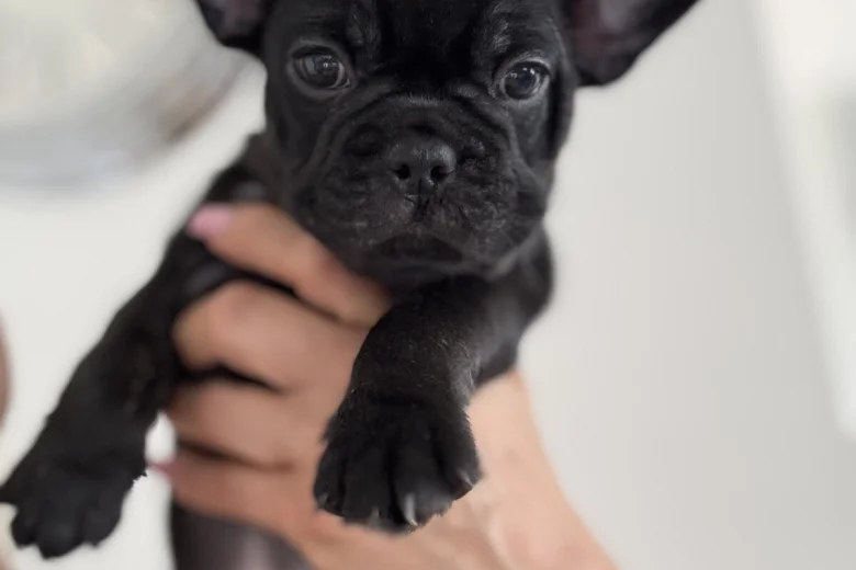 French Bulldog