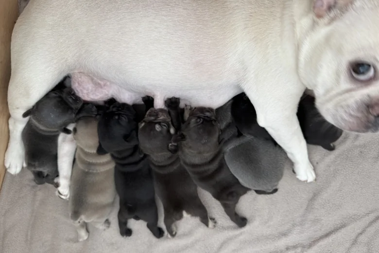 French Bulldog