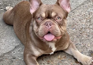 Stud